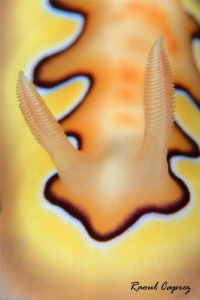 Chromodoris by Raoul Caprez 